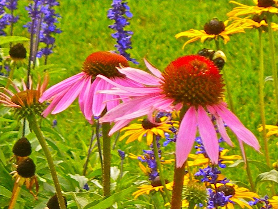 Beauty and the Bees Photograph by Randy Rosenberger
