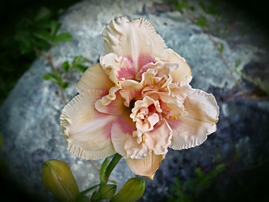 Nature Photograph - Beauty and the Boulder - Daylily by MTBobbins Photography