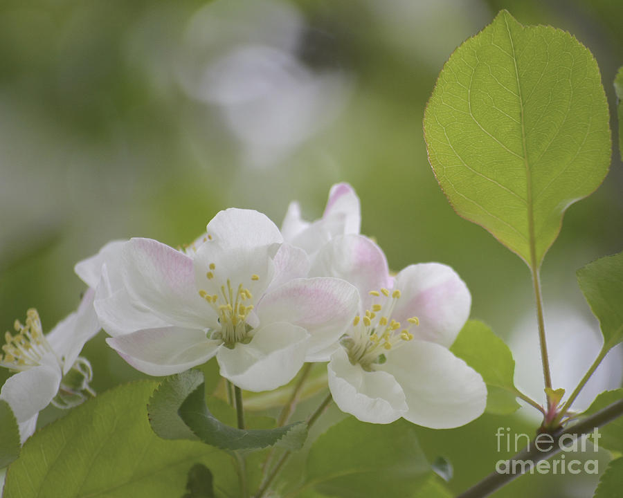 Beauty and the Leaf Photograph by Forest Floor Photography - Fine Art ...