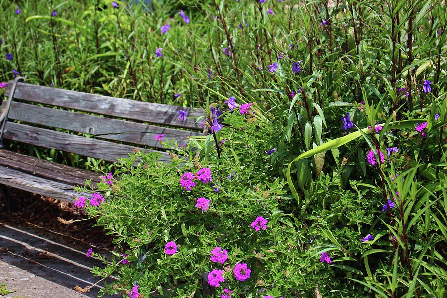 Beauty Around The Bench Photograph by Cynthia Guinn
