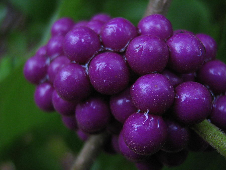 Berry berry спб. Берри ягода. Beauty Berry. Beauty Berry переводчик.