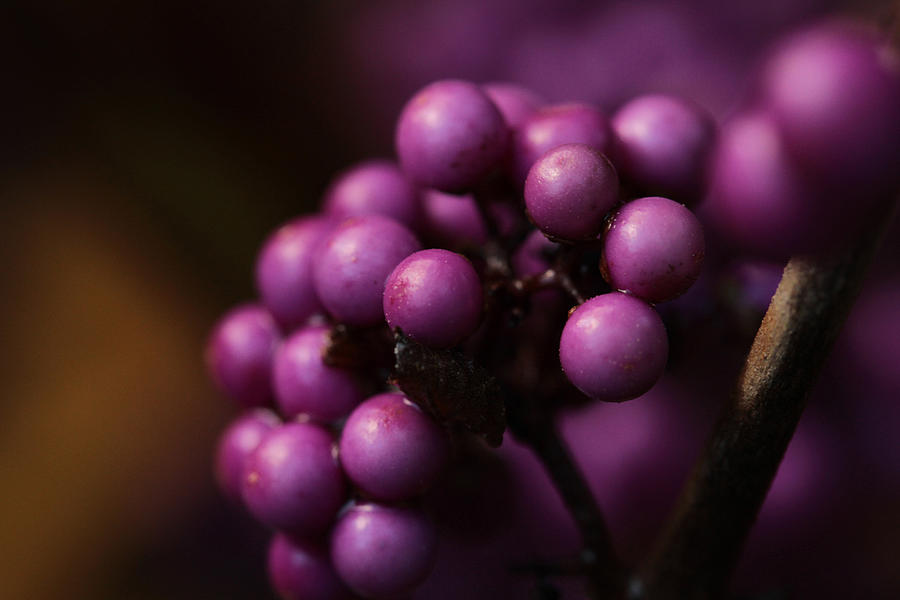 Beauty Berries  Photograph by Connie Handscomb