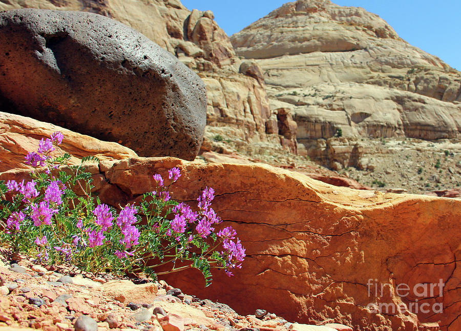 Beauty Between a Rock and a Hard Place 2954 Photograph by Jack Schultz