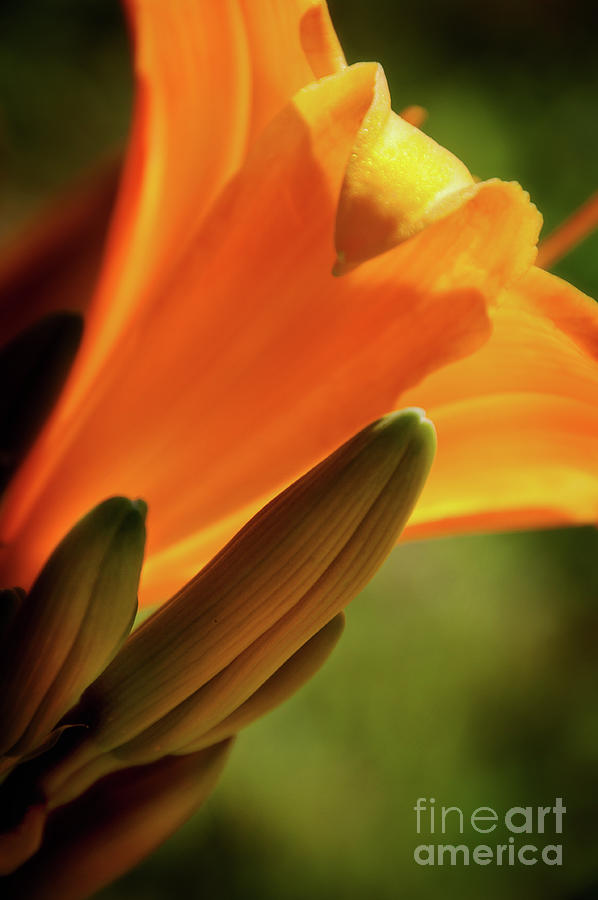 Beauty Budding Photograph By Michael Ziegler Fine Art America