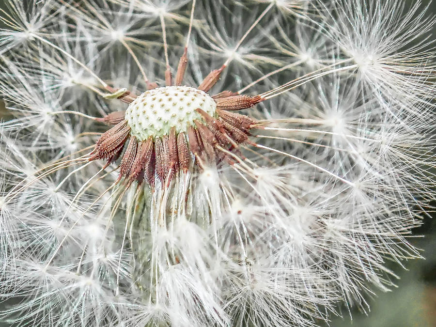 Beauty Even if Only a Weed Photograph by Jennifer Grossnickle