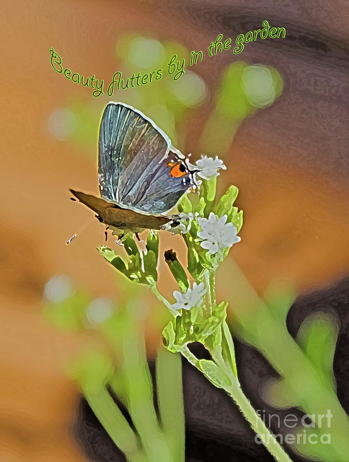 Beauty Flutters By Photograph by Barbara Dean