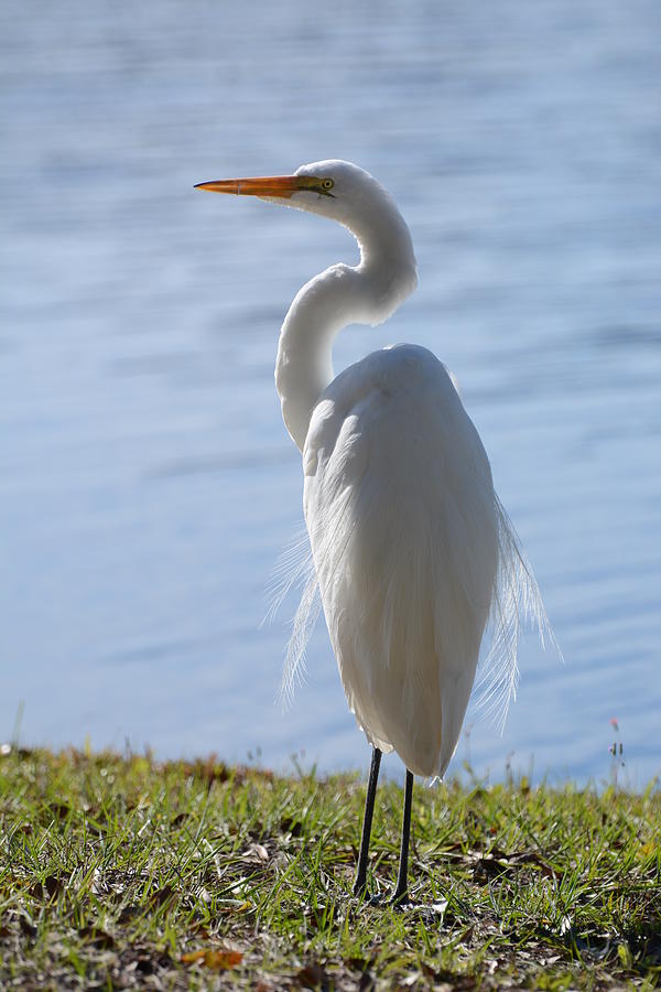 Egret Photograph - Beauty great egret by Zina Stromberg