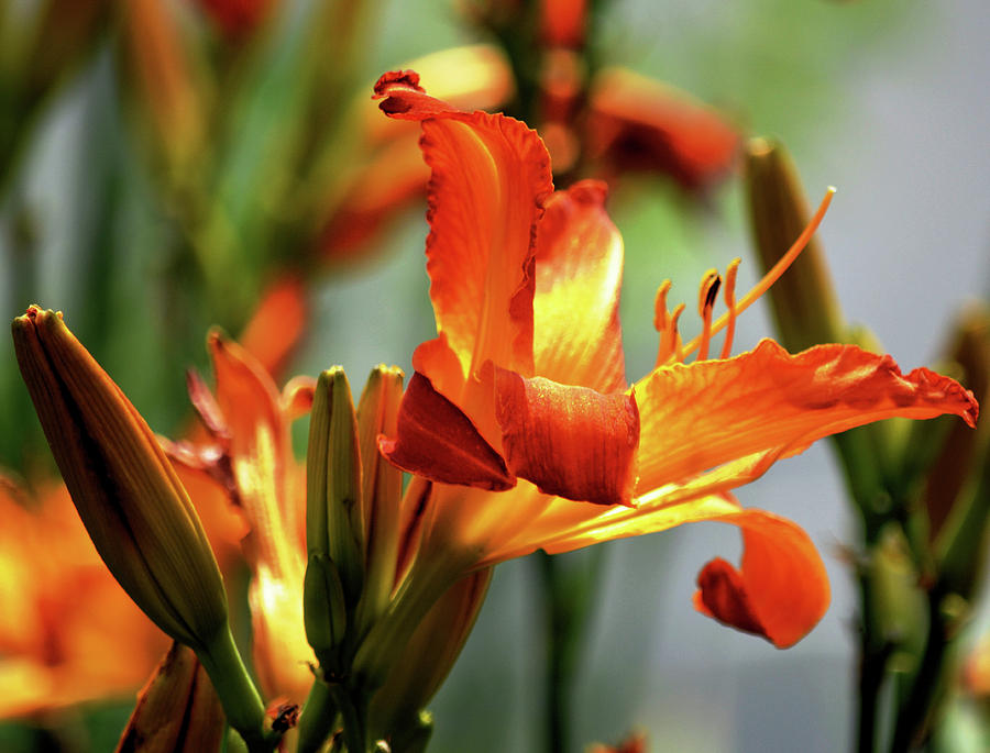 Orange Photograph - Beauty in a Lily by Karen Majkrzak