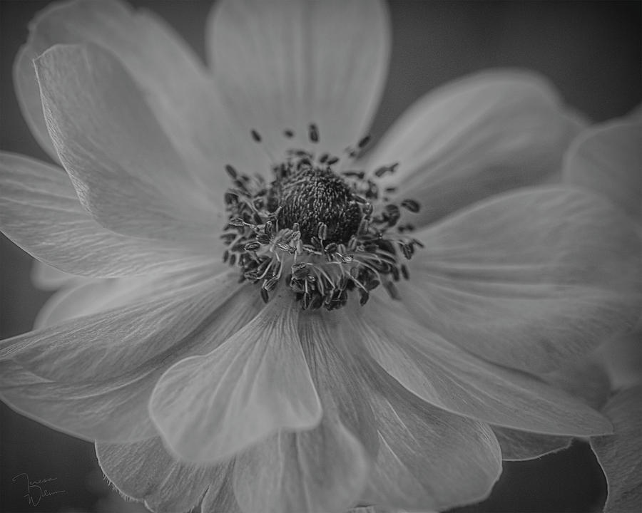 Beauty in Black and White Photograph by Teresa Wilson