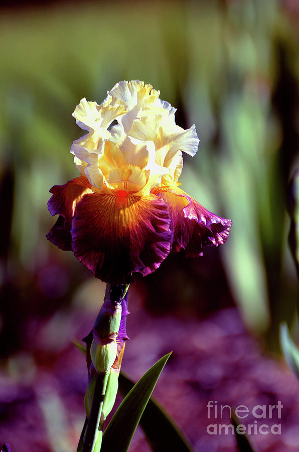 Iris Beauty In Burgandy Photograph by Linda Cox