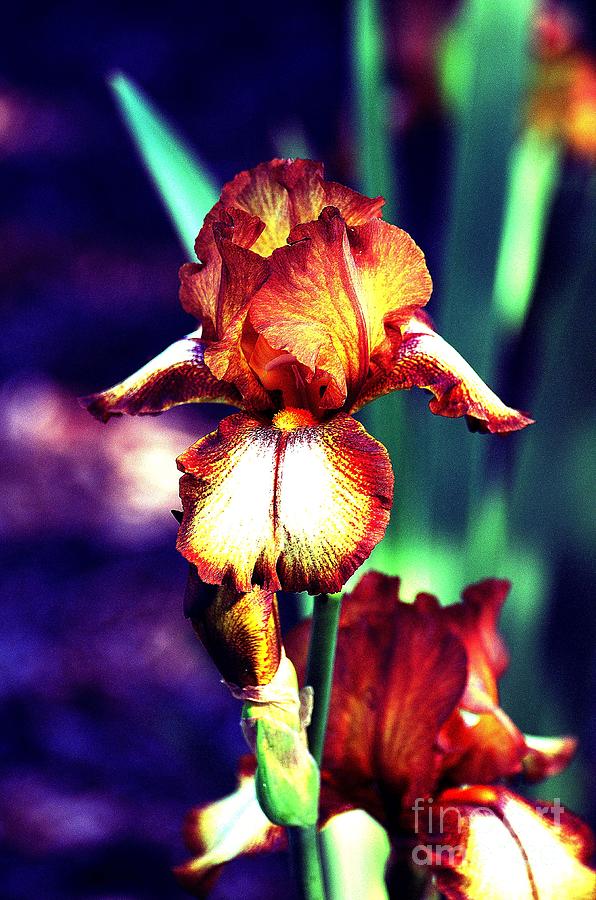 Iris Beauty In Copper Photograph by Linda Cox