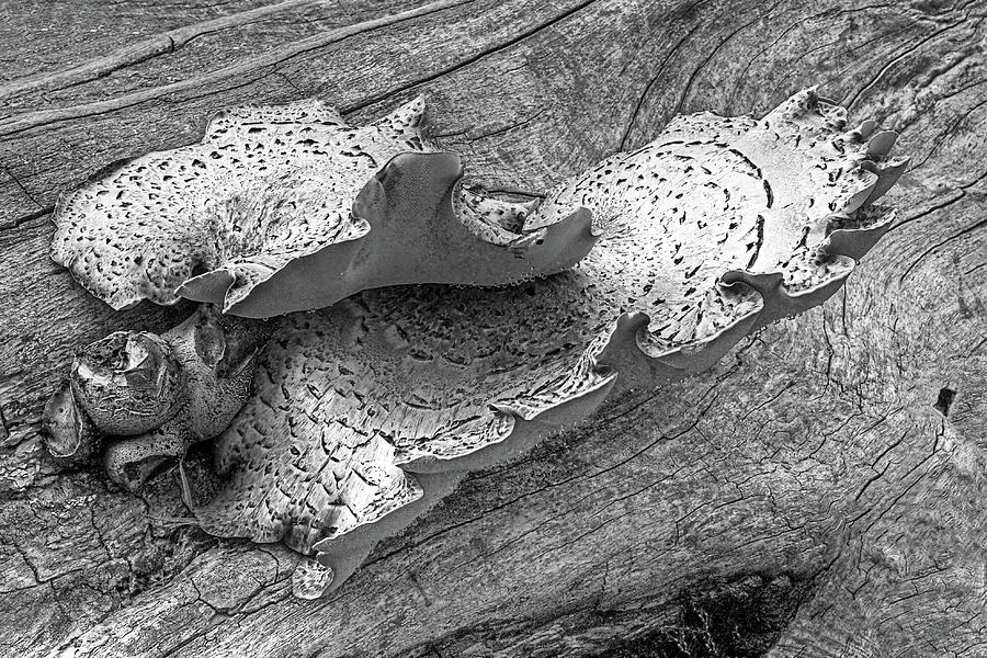 Beauty In Decay - Tree Fungus BW Photograph by Gill Billington