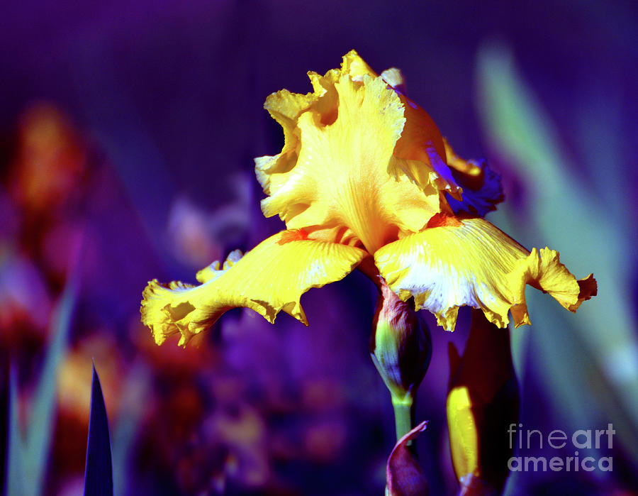 Iris Beauty in Gold Photograph by Linda Cox