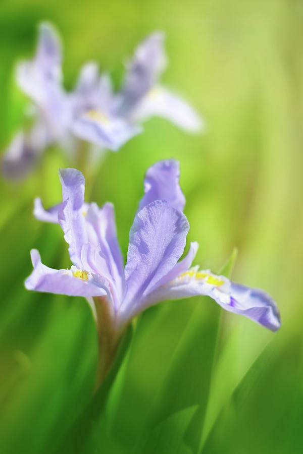 Iris Photograph - Nature In Miniature by Iryna Goodall