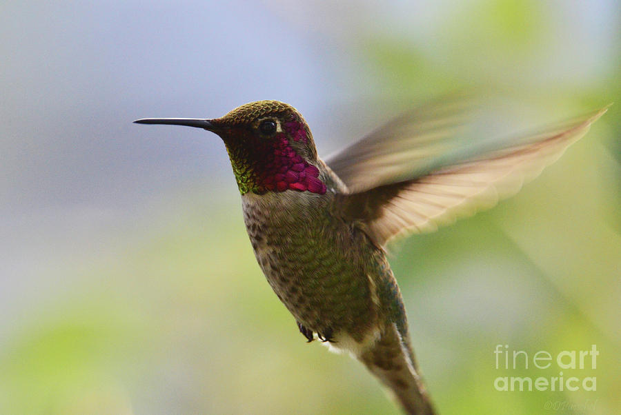 Hummingbird Photograph - Beauty in Motion by Debby Pueschel
