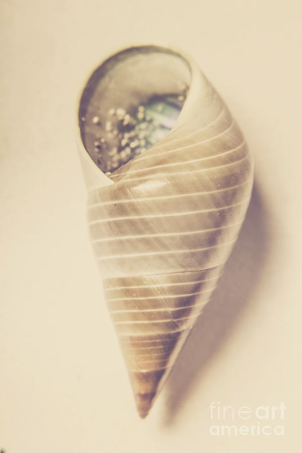 Shell Photograph - Beauty in oceanic symmetry by Jorgo Photography