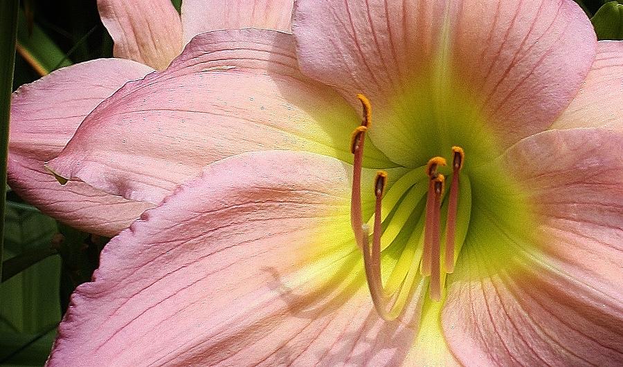 Beauty in Pink Photograph by Bruce Bley