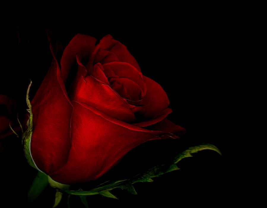Rose Digital Art - Beauty in Red by Ernest Echols