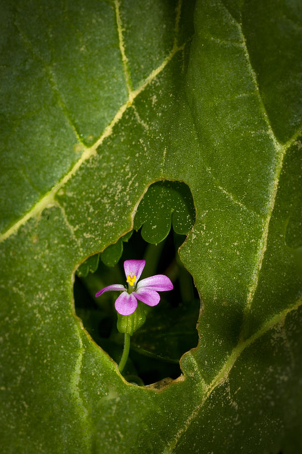 Beauty in Rhubarb Photograph by Jean Noren