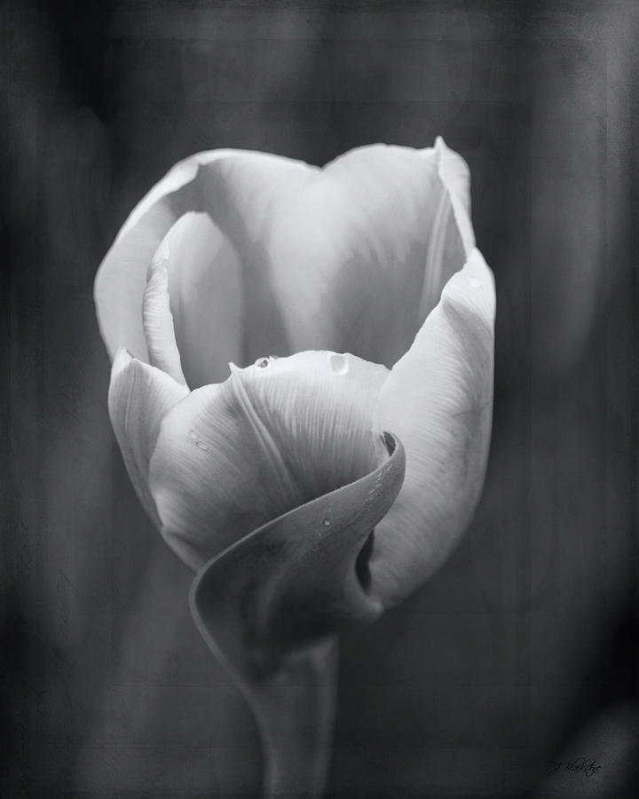 Beauty In Simplicity - Black and White Art Photograph by Jordan Blackstone