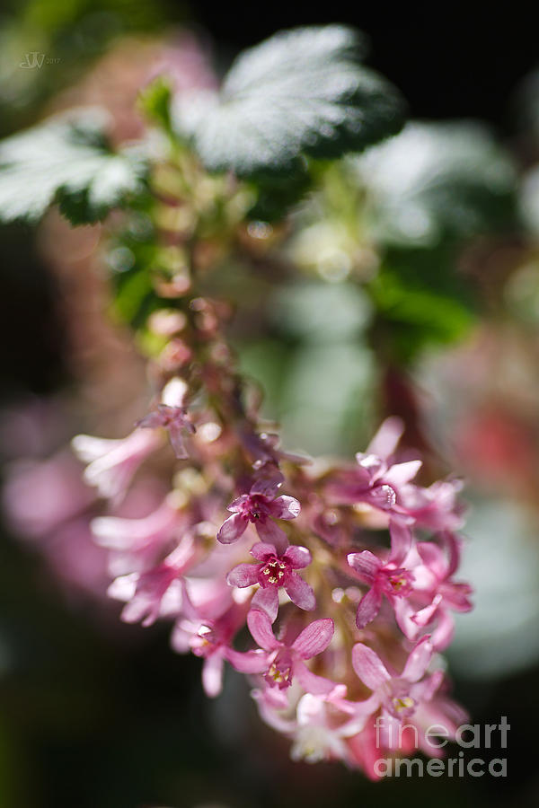 Beauty In Small Flower Photograph by Joy Watson
