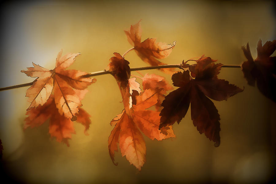 Beauty in the Autumn  Digital Art by Terry Davis
