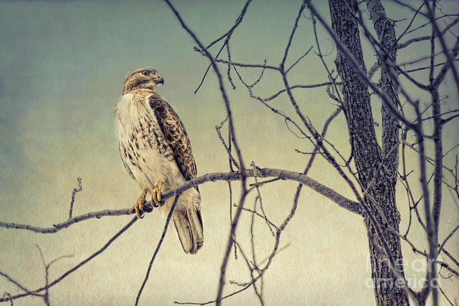 Red-Tailed Hawk On Watch Photograph by Sharon McConnell