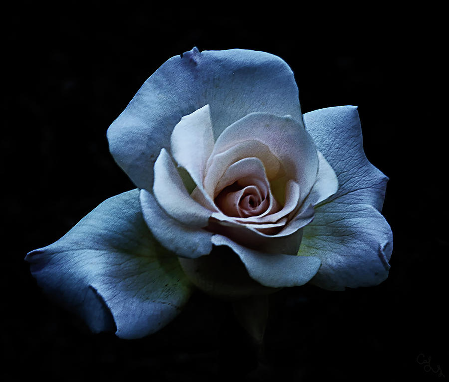 Beauty in the darkness Photograph by Camille Lopez