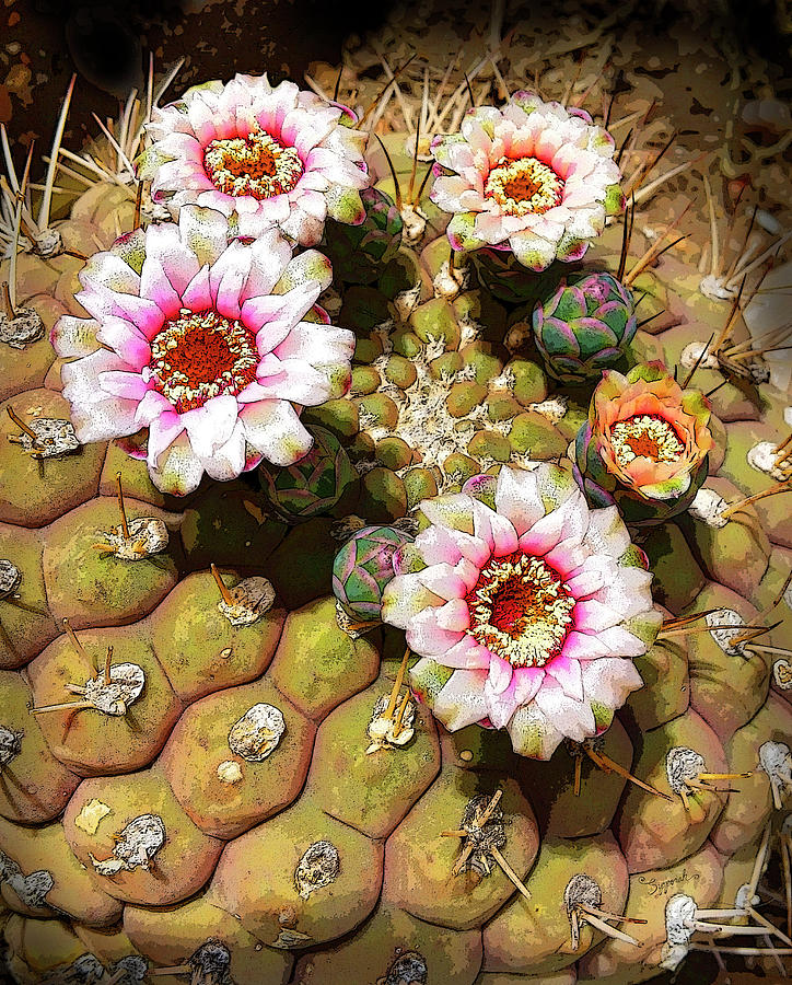 Beauty in the Desert Photograph by Sipporah Art and Illustration