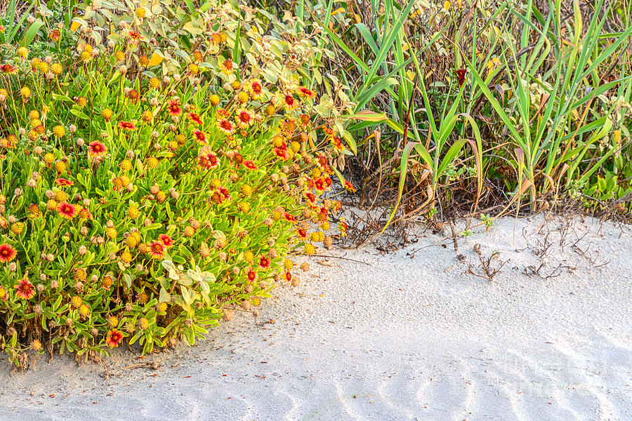 Beauty in the Dunes Photograph by Elvis Vaughn