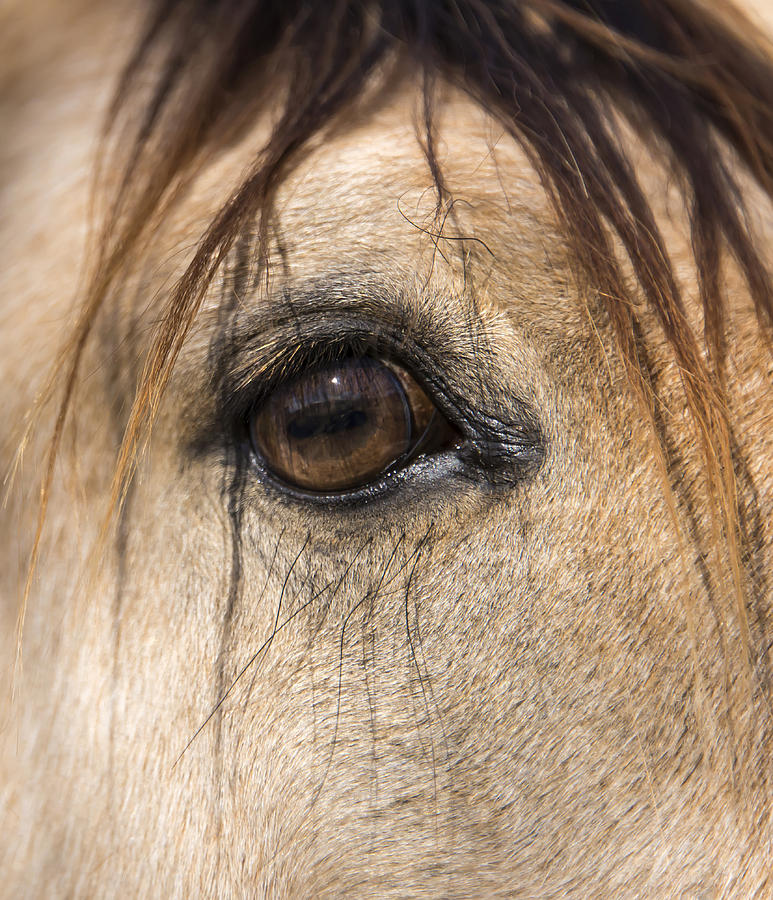 Animal Photograph - Beauty in the Eye by Lisa Moore