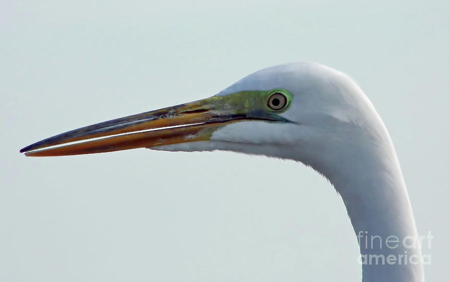 Beauty In The Great Egret Photograph by D Hackett