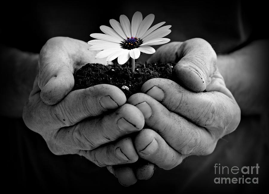 Beauty In The Hand Photograph by Clare Bevan