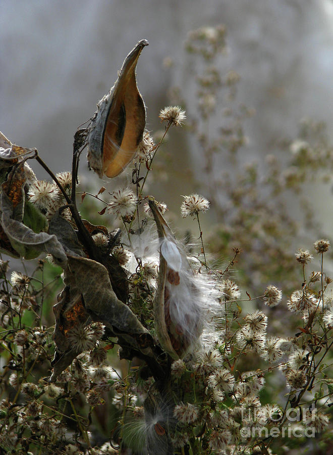 Beauty in the Milkweed Pod Photograph by Deborah Johnson