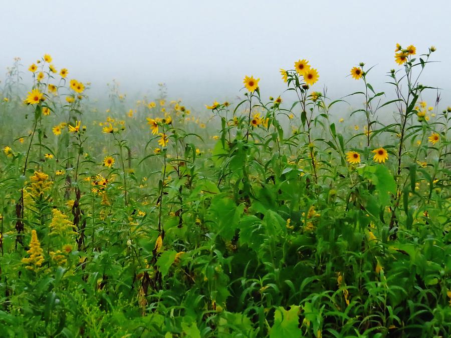 Beauty in the Mist Photograph by Lori Frisch