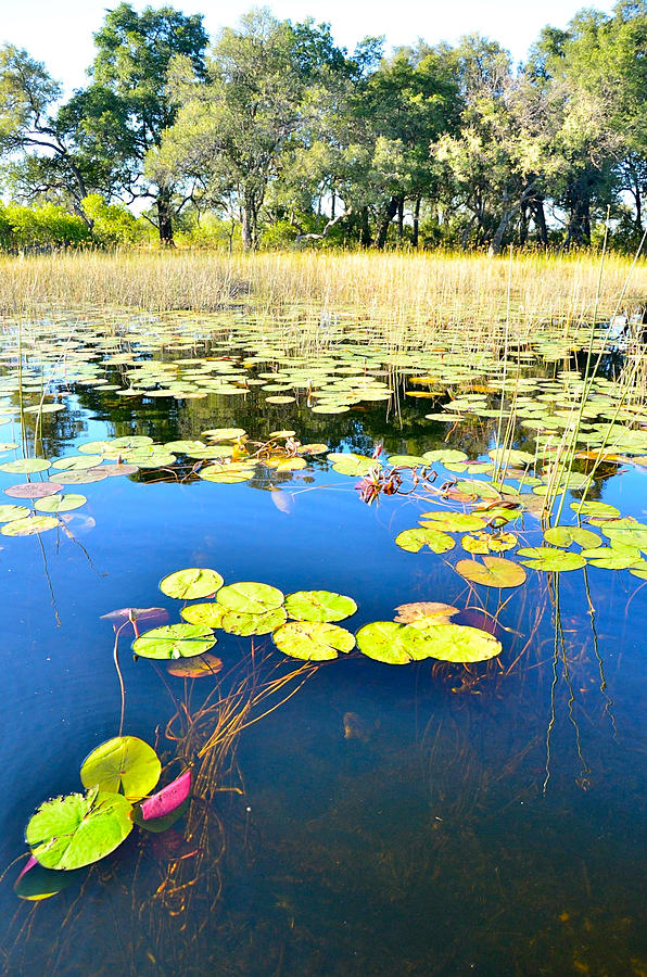 Beauty in the Okavango Photograph by Don Mercer