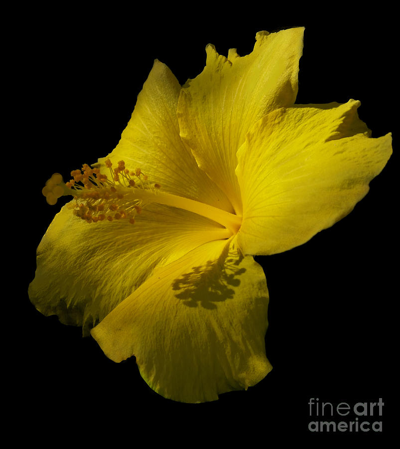Beauty in Yellow Photograph by Maria Aduke Alabi