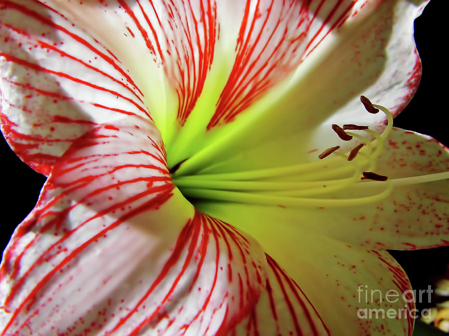 Beauty Inside The Lily Photograph by D Hackett
