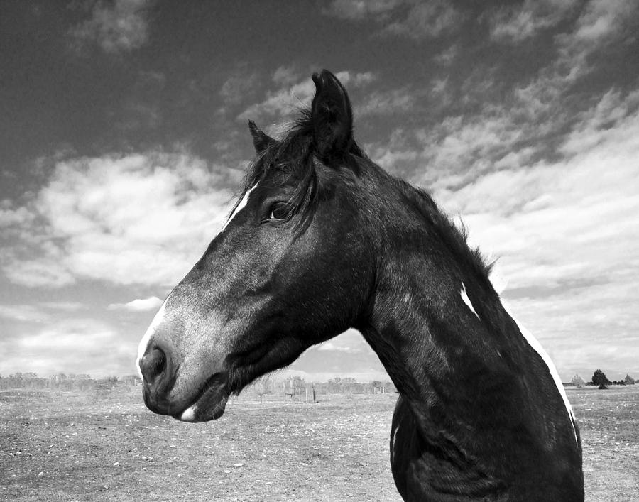 Horse Photograph - Beauty by Jimmy Bruch