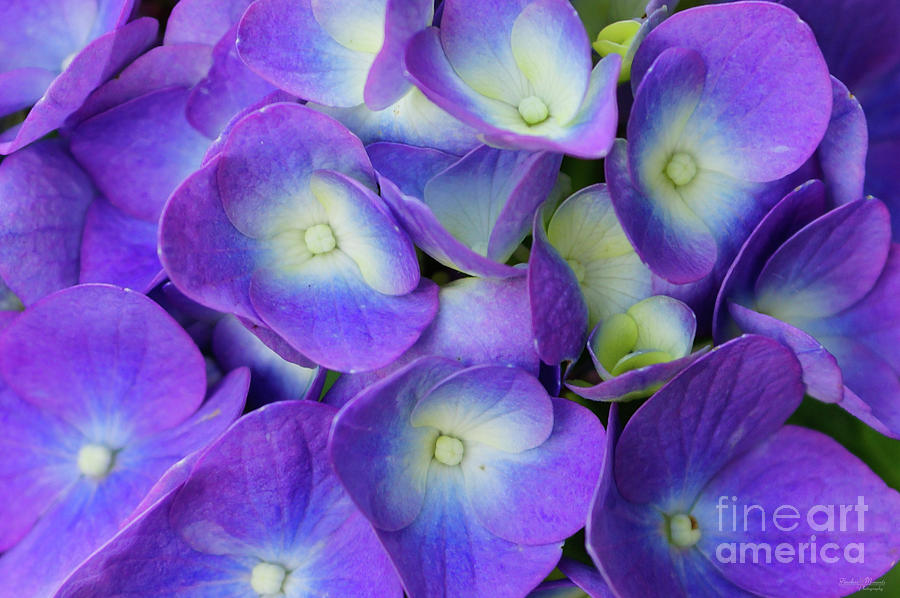 Beauty Of A Blue Hydrangea Photograph by Jennifer White