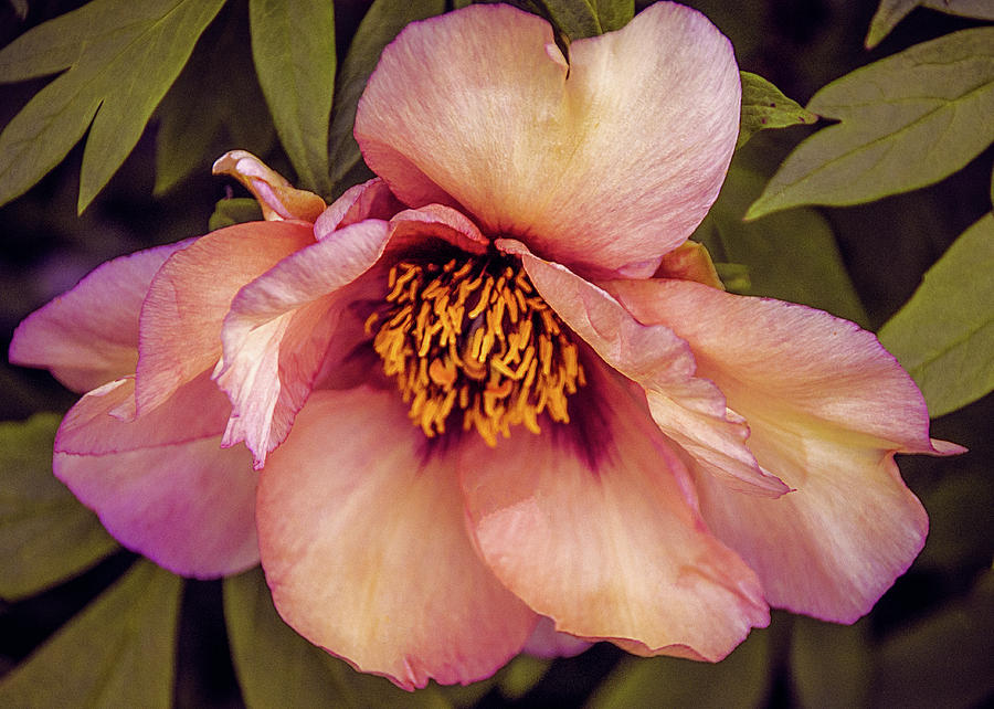 Beauty of a Peony  Photograph by Julie Palencia