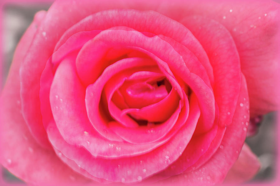 Beauty of a Rose Photograph by Barry Jones