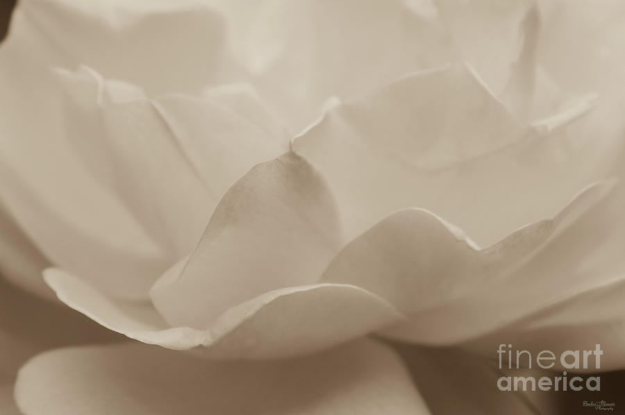 Beauty Of A Rose Sepia Photograph by Jennifer White