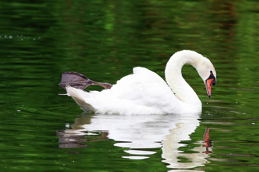 Beauty Of A Swans Reflection Photograph by Carol Montoya