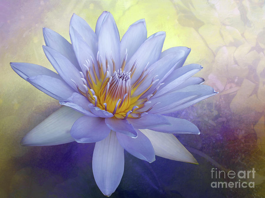 Beauty Of A Waterlily By Kaye Menner Photograph