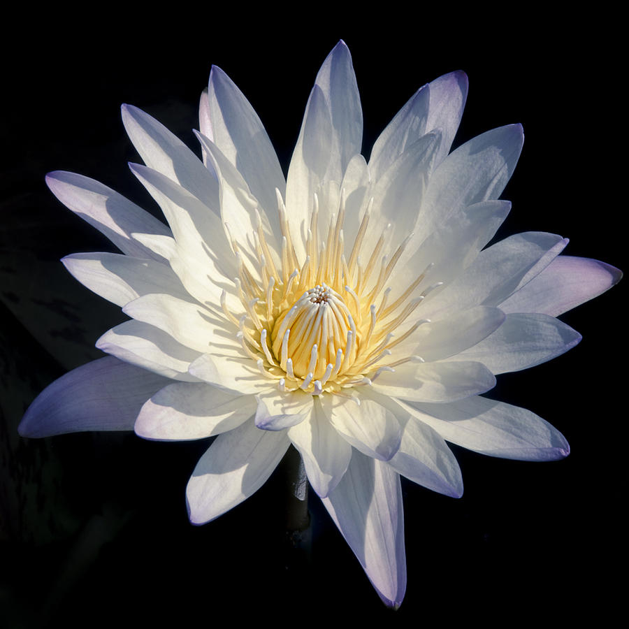 Beauty of a White Water Lily 2 Photograph by Julie Palencia