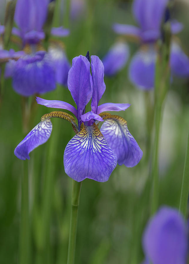 Beauty of an Iris Photograph by Debra Martz