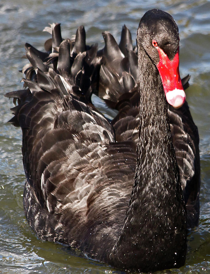 Beauty Of Black Swan  Photograph by Miroslava Jurcik