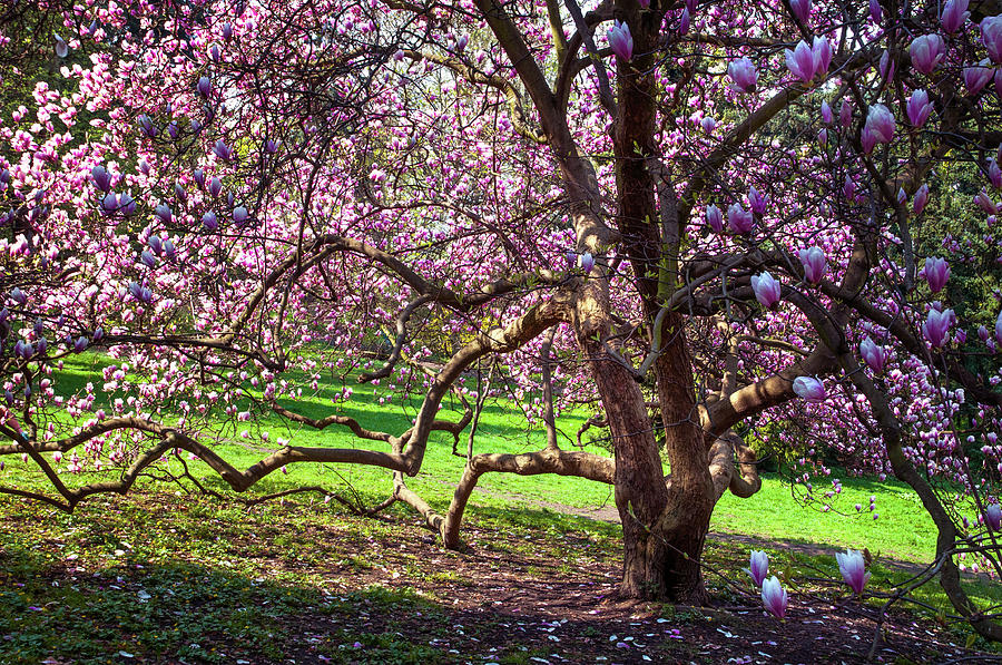 Beauty of Blooming Magnolia Tree Photograph by Jenny Rainbow