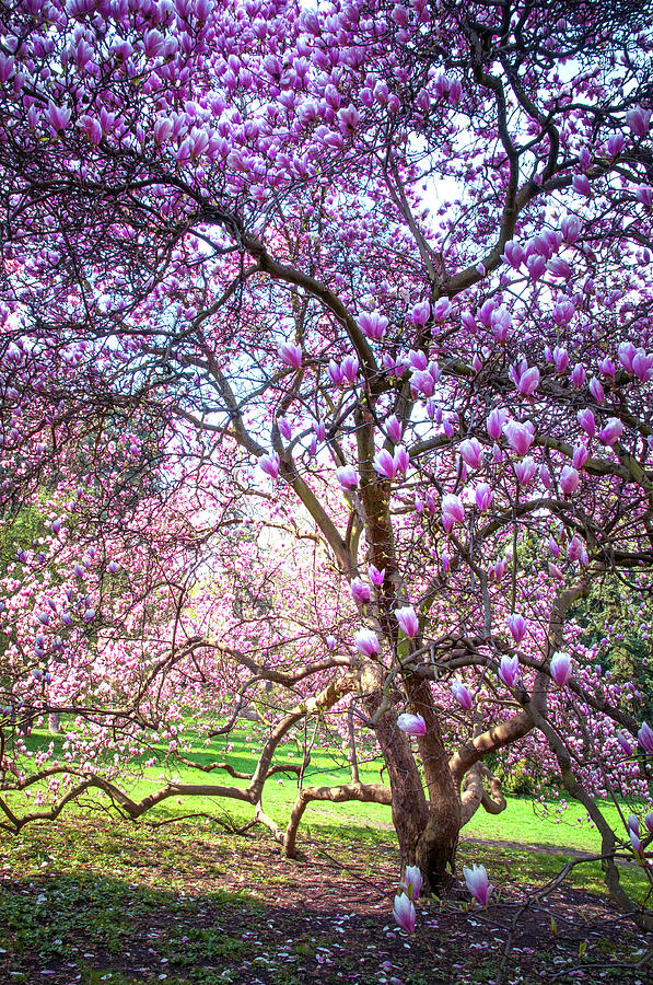 Magnolia Movie Photograph - Beauty Of Blooming Magnolia Tree. Petrin Hill. Prague by Jenny Rainbow